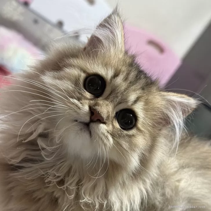 ID：2406-02503の子猫