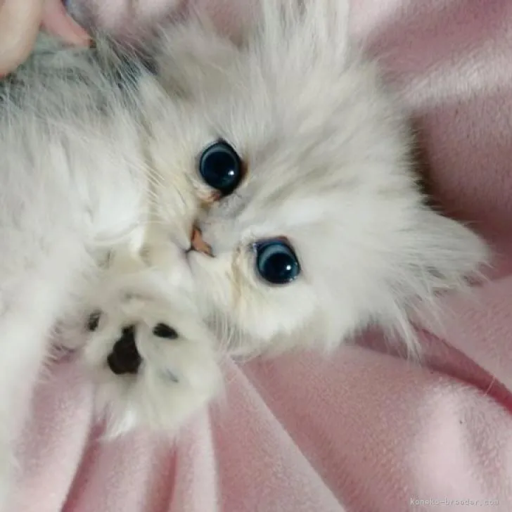 ID：2301-00665の子猫