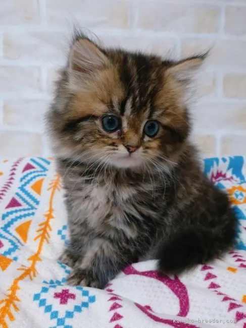 ID：2208-01496の子猫