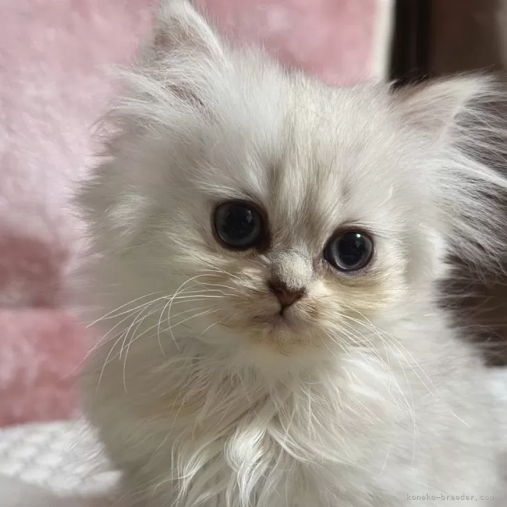 ID:2405-03323の子猫