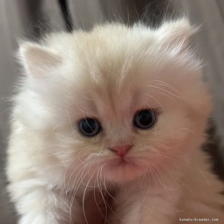 ID：2309-02356の子猫