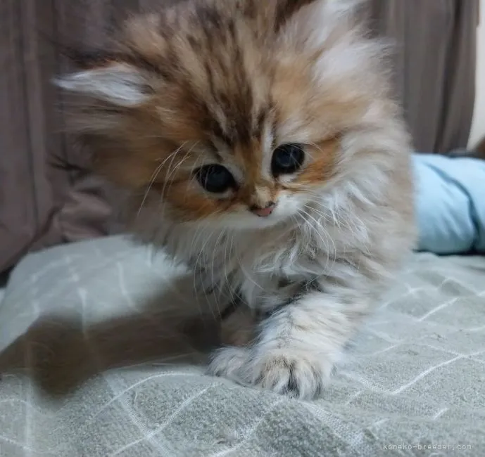 ID：2112-00452の子猫