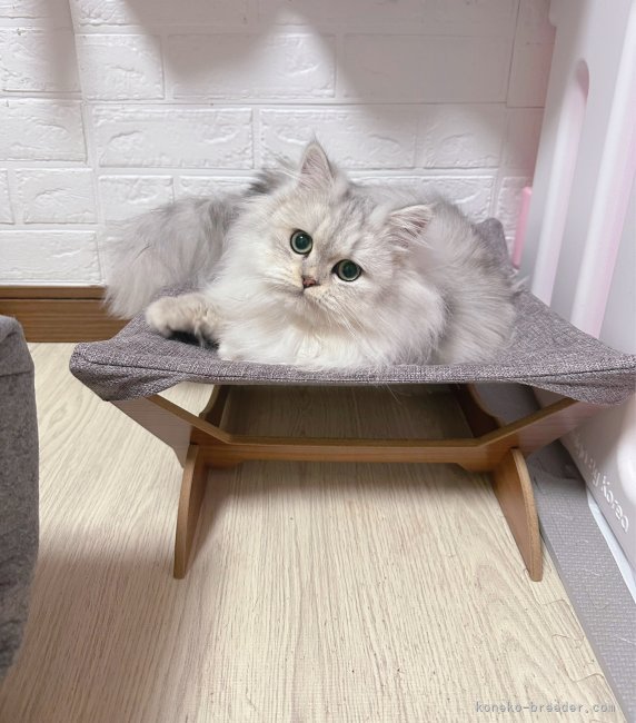 ペルシャ(チンチラ)【・女の子・2023年11月6日・チンチラシルバー】