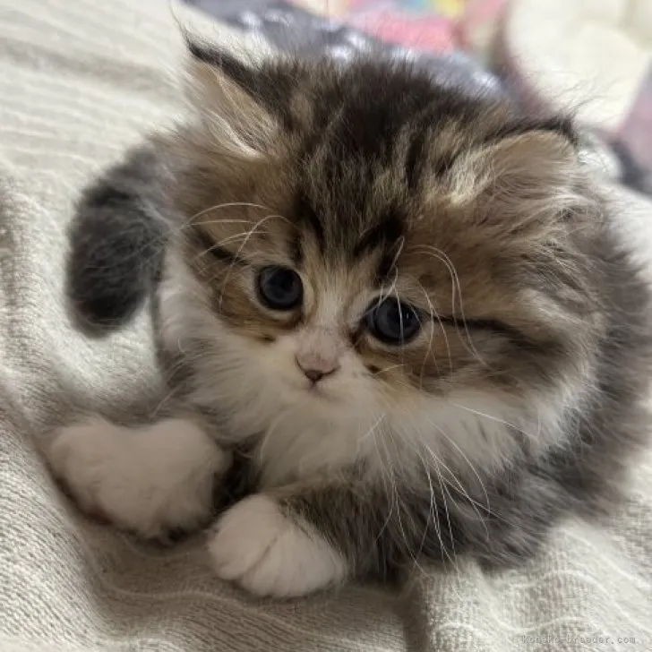 ID：2310-00632の子猫