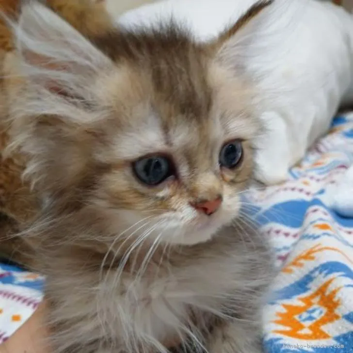 ID：2207-02100の子猫