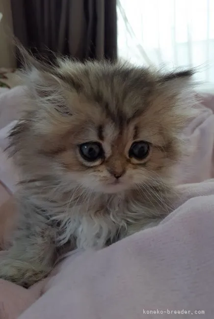 ID：2109-00611の子猫