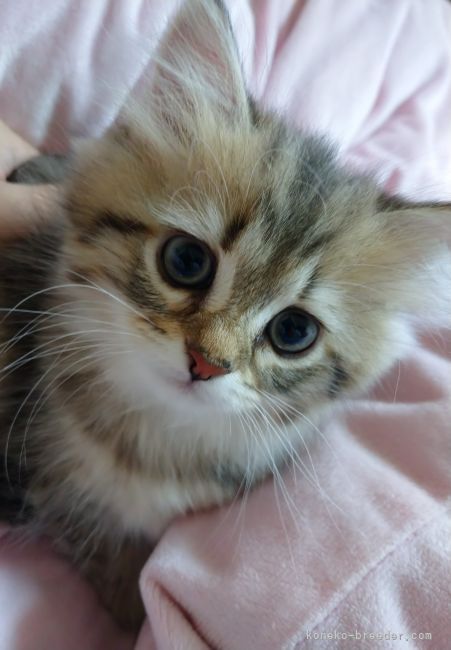 mimu 様のお迎えした子猫
