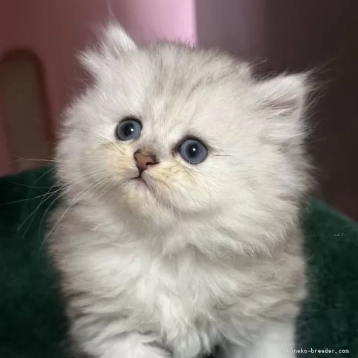 ID:2312-00551の子猫
