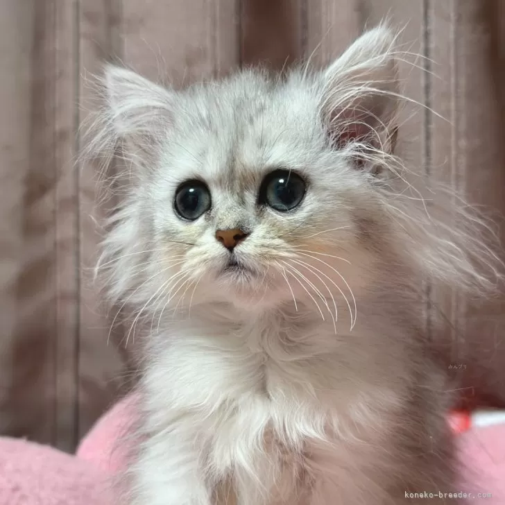 ID：2407-01878の子猫