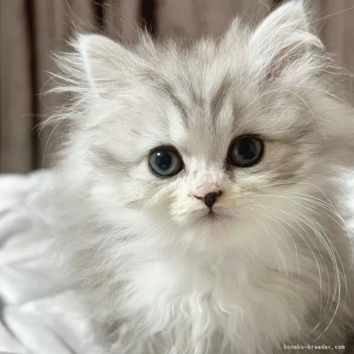 ID:2403-01141の子猫