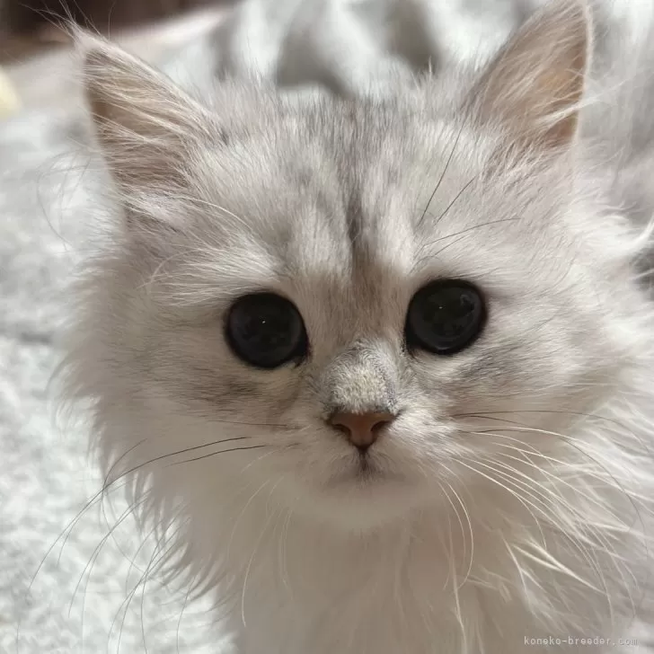 ID：2402-00697の子猫