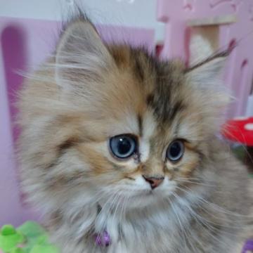 ペルシャ(チンチラ)【千葉県・男の子・2022年10月10日・チンチラゴールデン】の写真「ふわもこのイケメンくん💗 即お迎え可」