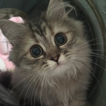 ペルシャ【千葉県・女の子・2023年8月22日・ブラウンタビー】の写真「クリクリの大きな目✨️甘えん坊な女の子♡即お迎え可」