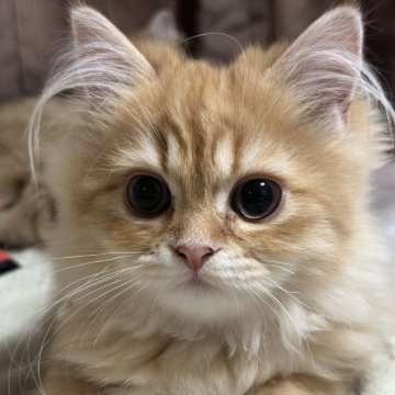 ペルシャ【千葉県・男の子・2024年1月8日・レッドタビー】の写真「甘えん坊くん💕(15日まで掲載)」