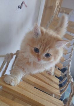 ペルシャ(チンチラ)【千葉県・男の子・2021年10月12日・レッドタビー】の写真「可愛さ抜群♡即お迎え可。」