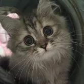 ペルシャ【千葉県・女の子・2023年8月22日・ブラウンタビー】の写真1「12月14日撮影📸可愛い女の子♥️」