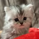 ペルシャ(チンチラ)【千葉県・男の子・2023年8月14日・チンチラシルバー】の写真1「9月21日撮影📸」