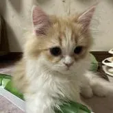 ペルシャ【千葉県・男の子・2022年11月5日・レッドタビーアンドホワイト】の写真1「2月19日撮影📸めちゃめちゃ甘えん坊✨気づくといつも そばにいます🐾」