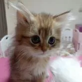 ペルシャ(チンチラ)【千葉県・男の子・2022年10月23日・チンチラゴールデン】の写真1「12月28日撮影📸かなりの甘えん坊、人が大好きな男の子💗」