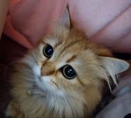 ペルシャ(チンチラ)【・女の子・2019年2月7日・ゴールデン】