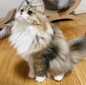 ペルシャ【・女の子・2021年7月31日・シルバーパッチドタビーアンドホワイト】