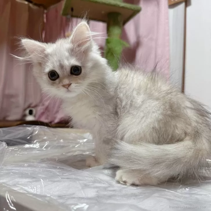 S.T 様のお迎えした子猫