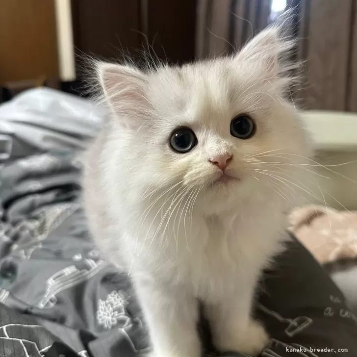 ID：2505-01965の子猫