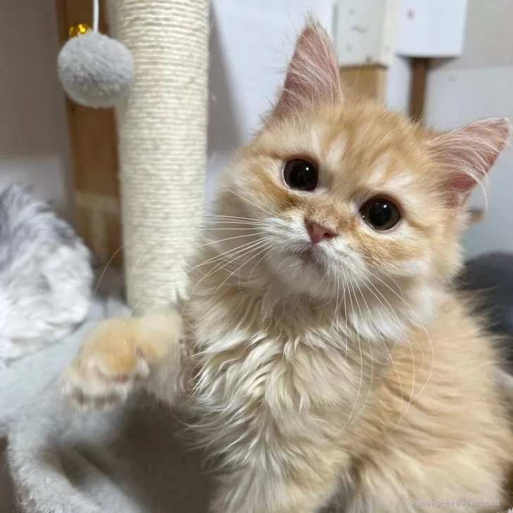 ID:2502-00814の子猫