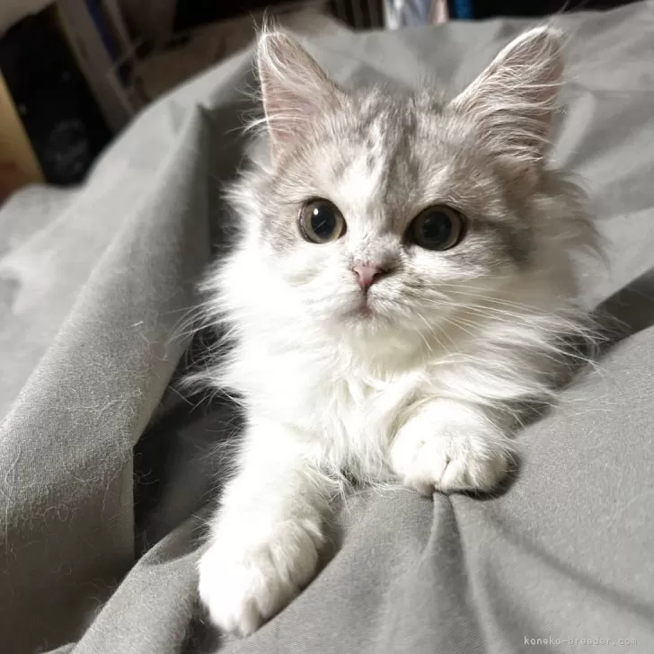 ID：2504-01567の子猫