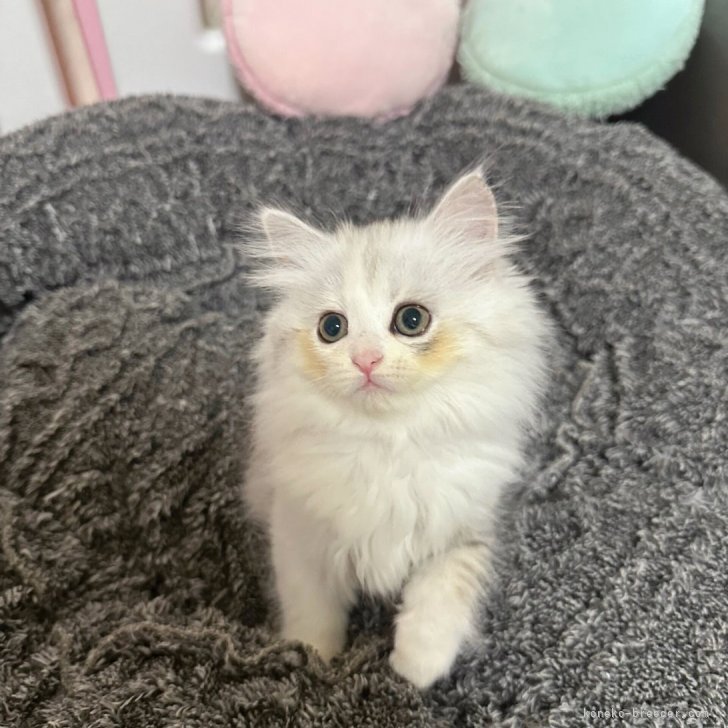 匿名 様のお迎えした子猫