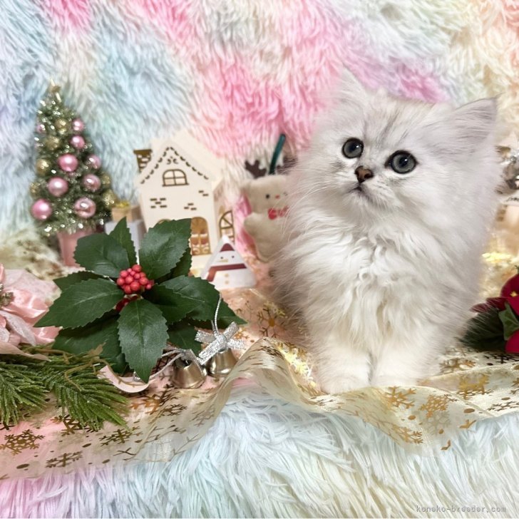 ブリーダー画像