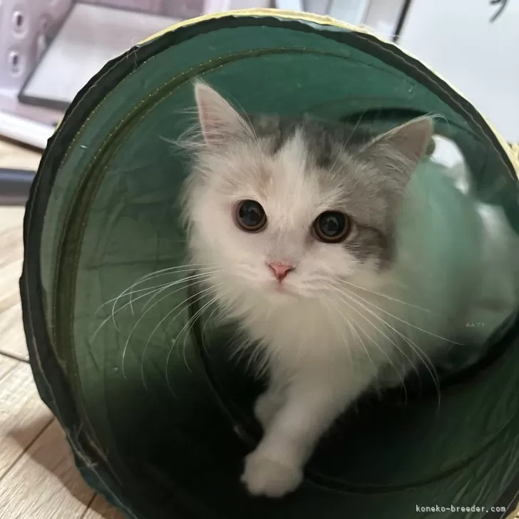 ID:2501-00209の子猫