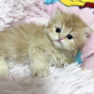 ペルシャ【千葉県・男の子・2025年10月13日・レッドタビー（長毛ふわふわ）】の写真「甘えん坊❣️とても綺麗なレッド✨️」