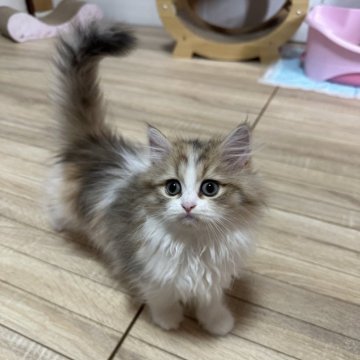 ペルシャ【千葉県・女の子・2025年3月28日・シルバーパッチドタビーホワイト】の写真「とても綺麗な子✨人懐こくて可愛い♡」