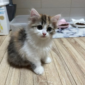 ペルシャ【千葉県・女の子・2025年3月28日・キャリコ】の写真「綺麗で珍しいペルシャキャリコ✨️15日まで掲載」