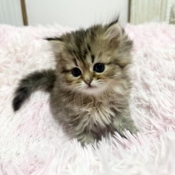 ペルシャ【千葉県・女の子・2025年10月21日・チンチラゴールデン（長毛）】の写真「抱っこ大好き♡物凄く甘えん坊✨️」