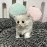 ペルシャ