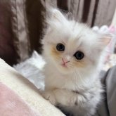 ペルシャ