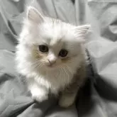 ペルシャ