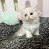 ペルシャ