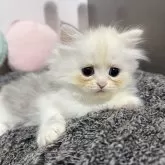 ペルシャ