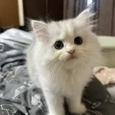 ペルシャ