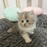 ペルシャ