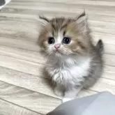 ペルシャ