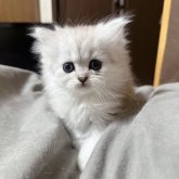 ペルシャ(チンチラ)