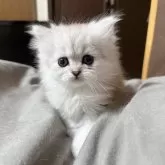 ペルシャ(チンチラ)