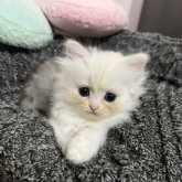 ペルシャ
