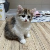 ペルシャ