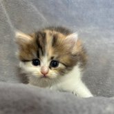 ペルシャ