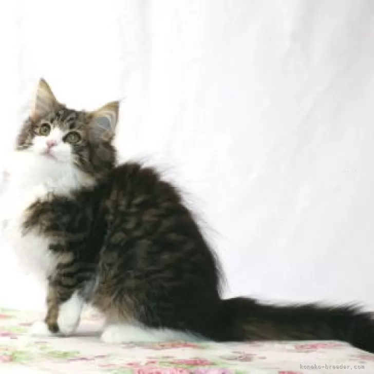 ID：2406-01190の子猫